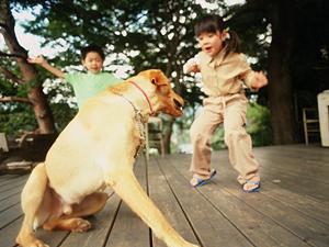 シロアリ駆除の専門ならアサンテ ? 即日対応・土日祝も受付、安心の実績と無料診断