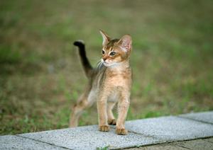 シロアリ駆除の信頼と実績を誇るアサンテ｜即日対応、土日祝も受付可能